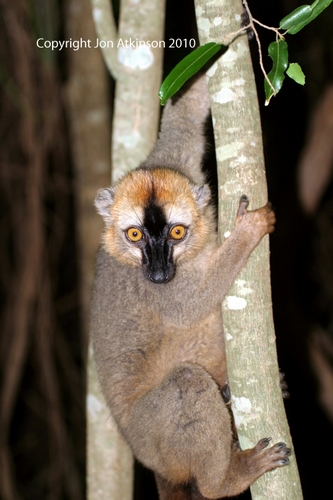 Red-Fronted Brown Lemur